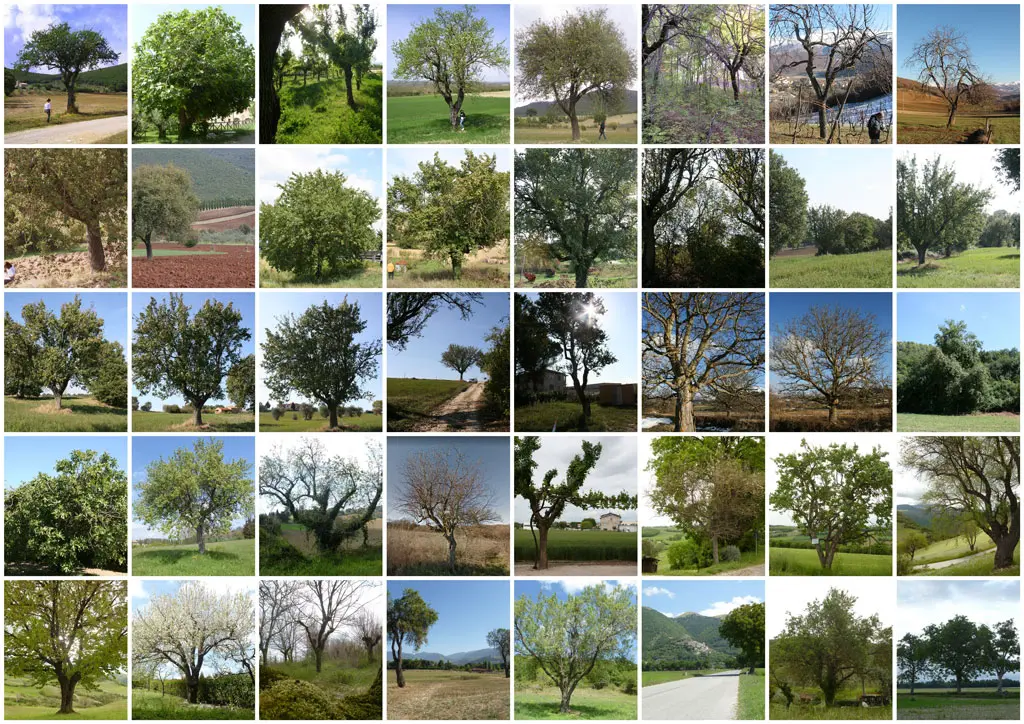 storymap piante da frutto agrobiodiversita 2 min gisAction Technology for Sustainable Development