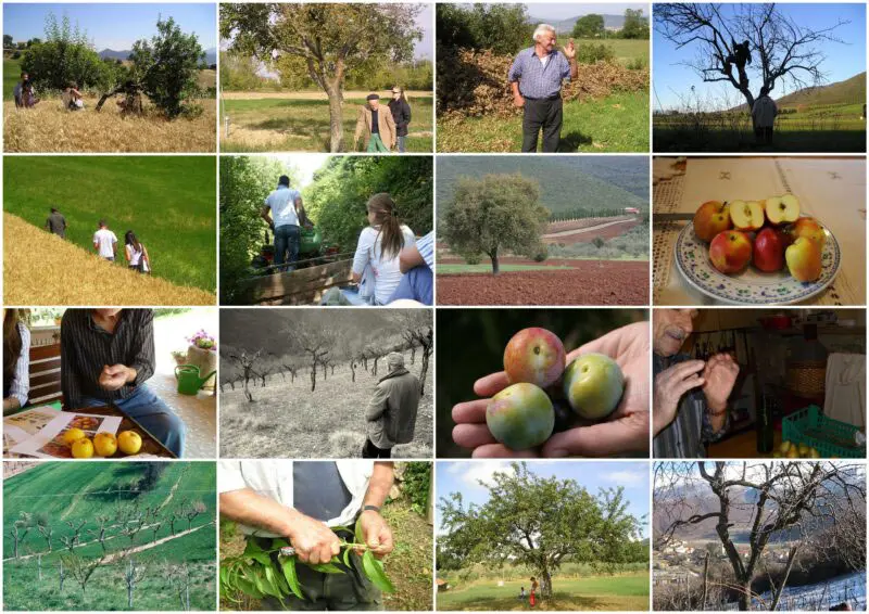 storymap piante da frutto agrobiodiversita 3 min gisAction Technology for Sustainable Development