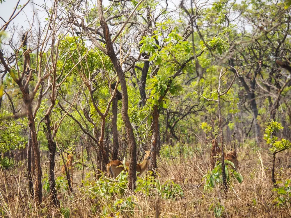wisepark la conservazione del parco nazionale di comoe 3 min gisAction Technology for Sustainable Development